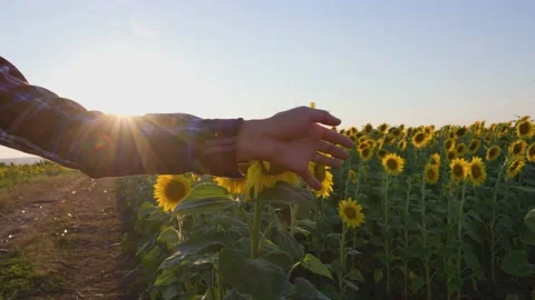 Tracking shot of Close up farmer's hand carefully touches sunflower flowers Stock Footage 201866302