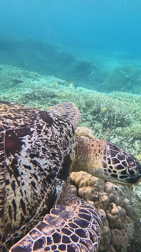 Tracking shot close up of a green sea turtle reaching into a deep crevice in Stock Footage 336046676
