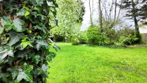 Tracking shot from a close-up of an ivy-covered tree trunk revealing a lush gree Vidéo 332803945