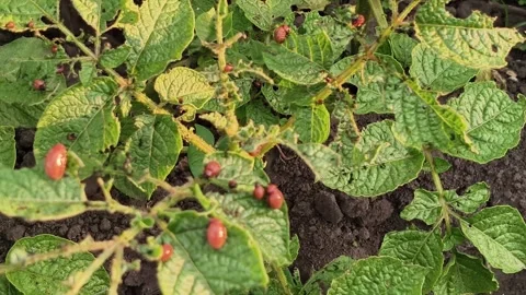 Tracking Shot Close Up Of Potato Bush Infested With Red Beetle Larvae Stock Footage 340098933