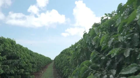 Tracking shot of a coffee bean field in Kauai, Hawaii Stock Footage 152898089