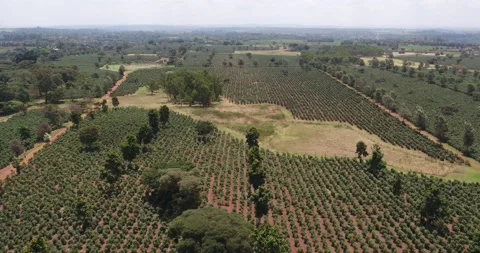 TRACKING SHOT OF COFFEE FARM Stock Footage 136154178