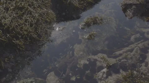 Tracking shot of a common octopus swimming in a rockpool Stock Footage 330675663