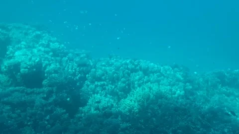 Tracking shot of coral reef swaying and drifting underwater over sunlit tro.. Stock Footage 329870985