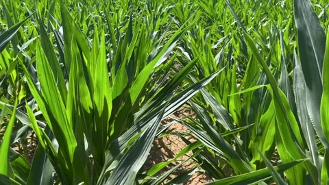 Tracking shot in corn field Stock Footage 282668178