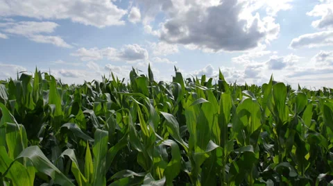 Tracking shot of a corn field,  HD 1080 (1920 x 1080) Stock Footage 37124028