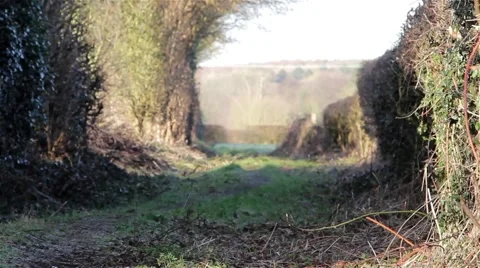 Tracking Shot - Countryside Path - Hedge Foliage in Beautiful Morning Light Stock-Footage 48982439