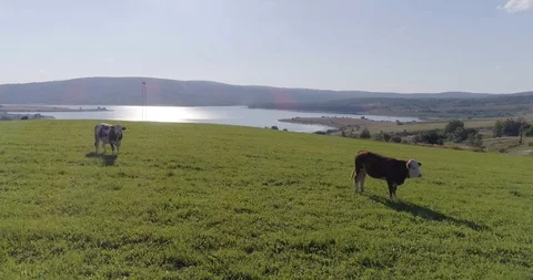Tracking shot of cows on a meadow overlooking a lake Stock Footage 113043652