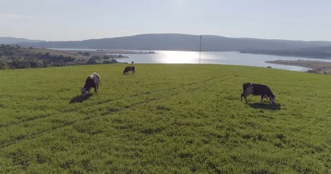 Tracking shot of cows peacfuly grazing on a green meadow overlooking a lake Stock Footage 113043734