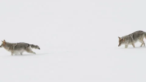 Tracking shot of a coyote pair walking on snow during winter at yellowstone Stock-Footage 136596893