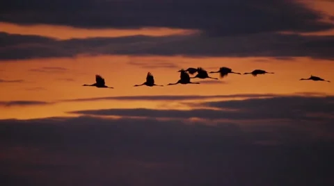 Tracking shot of cranes flying across purple and orange sunset sky  Video stock 42904763