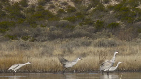 Tracking Shot of Cranes Flying Away at Morning Video stock 59558253