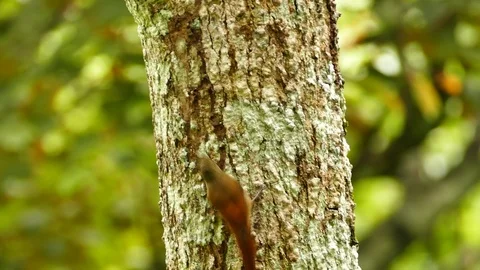 Tracking shot of creeper bird hopping up a tropical tree trunk Stock Footage 123549576