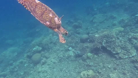 Tracking shot of a critically endangered hawksbill sea turtle (Eretmochelys Stock Footage 334045652