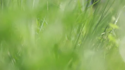 Tracking shot of crops Stock Footage 21787059