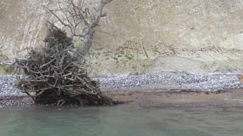 Tracking Shot Dead Tree In The Water - Different Perspective Video stock 36836192