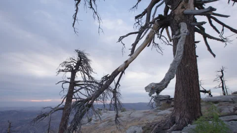 Tracking Shot of Dead Trees on Rocky Mountain Summit with Overcast Horizon Stock Footage 315477206