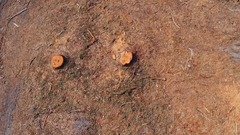 Tracking shot of deforestated land 動画素材 93184098