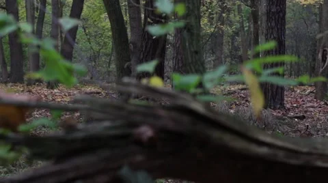 Tracking shot from a defragmented tree stump in the autumn forest Stock Footage 45112209