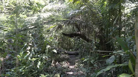 Tracking shot of dense tropical jungle environment in peruvian Amazon rainforest Stock Footage 135595413
