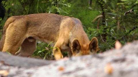 A tracking shot of a dingo in the bush Video stock 82754930