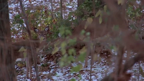 Tracking shot of a doe and her fawns in the woods Stock Footage 93542743