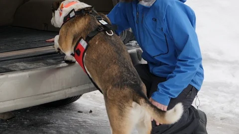 Tracking shot of dog jumping into back of car getting ready for an adventure Stockbeeldmateriaal 104267552