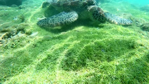 Tracking shot dolly forward from a carpet of lush green algae to reveal a green Vídeos de archivo 320930619
