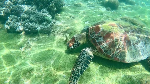Tracking shot dolly forward to a green sea turtle or Chelonia mydas eating Vídeo Stock 320930607