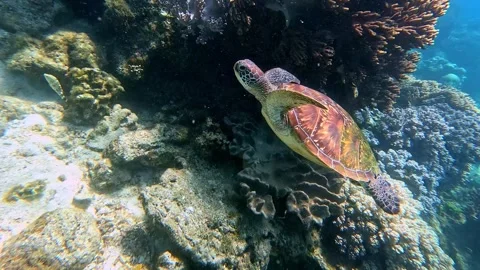 Tracking shot dolly forward to a juvenile green sea turtle (chelonia mydas) swim Video stock 331283476