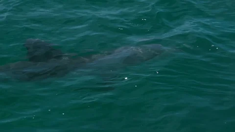 Tracking shot of a dolphin Stock-Footage 88454873