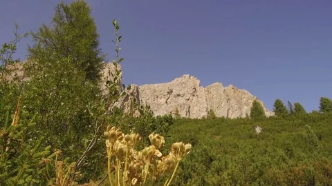 Tracking shot dry shrub Stock Footage 79890890