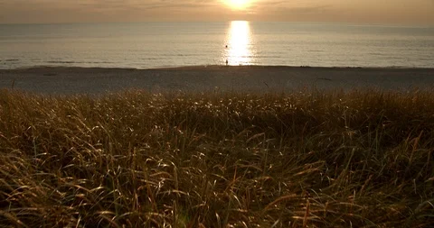 Tracking shot from dune plants to long shot of the sea at sunset, slow motion Stock Footage 115624350