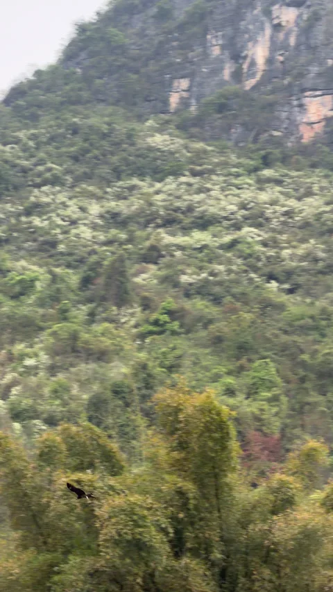 Tracking shot of eagle flying fast against green karst mountain slope in Guilin, 스톡 동영상 336466373
