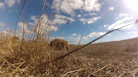 Tracking shot of echidna Video stock 94140490