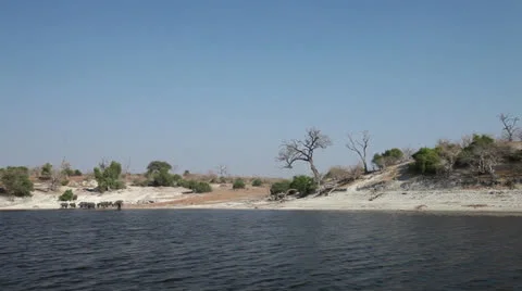 Tracking shot of elephants at the river edge . Stock Footage 23066930