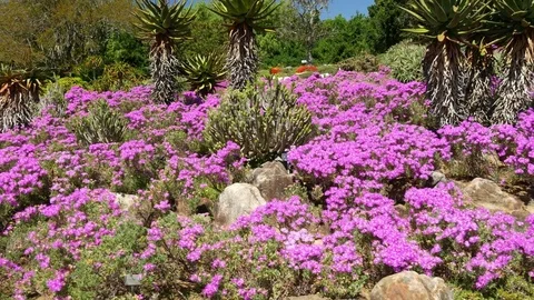 Tracking shot of an embankment of Purple vygie flowers Stock Footage
