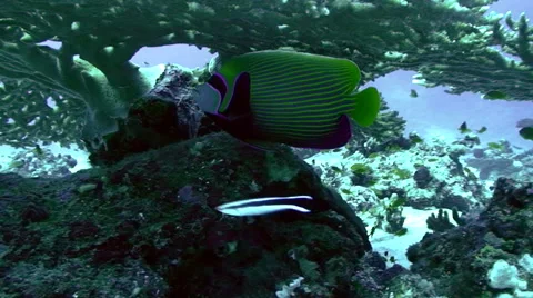 Tracking shot of emperor angelfish under huge table coral, red sea reef Vídeo Stock 42895617