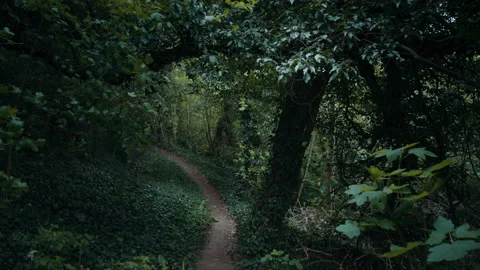 Tracking Shot of Empty Forest Trail Surrounded by Tall Trees and Lush Plants Stock Footage 134443807