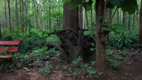 Tracking shot of empty red benches in a lush tropical forest setting Video stock 335561726
