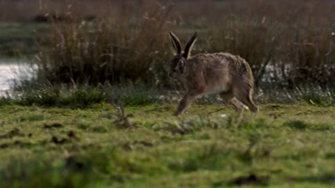 A tracking shot of a European hare running in the wild. Its scientific Vidéo 236920105