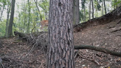 Tracking shot facing Fallow deer Stock Footage 127840937