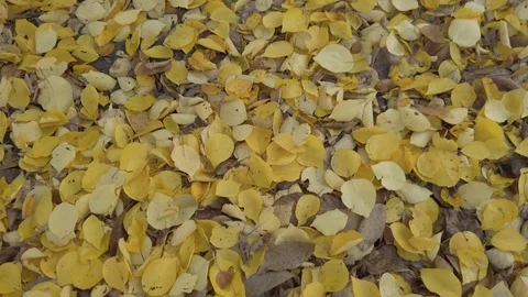 Tracking shot of fallen yellow leaves in a garden. Video stock 128897052
