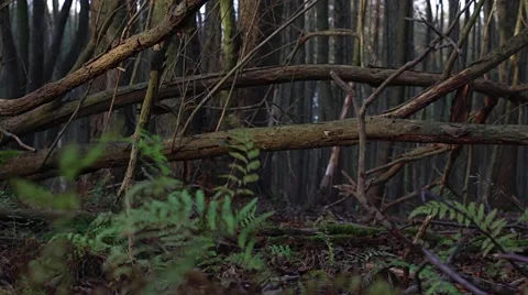 Tracking shot from a falling tree in the forest detail 库存影片 44037731