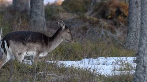 Tracking shot of a fallow deer hind searching food in a forest in early spring Stock Footage 107219466