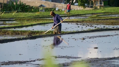 Tracking Shot of Farm Workers Working In Paddies 库存影片 210733872