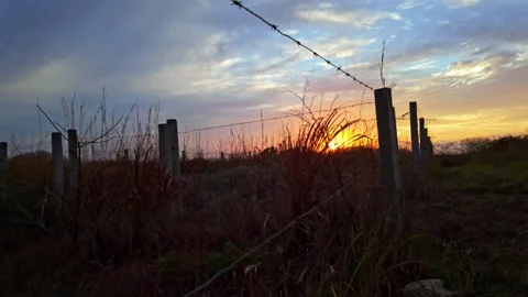 Tracking shot in a field during sunset. Part 2 Stock Footage 265172808