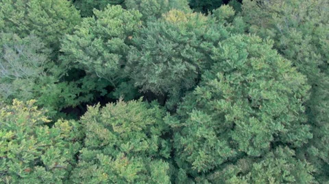 Tracking Shot Flight Over Forest Through The Tree Top Video stock 36834612