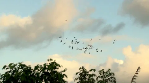 Tracking shot of flock of Pigeons in Flight amidst foliage.m2ts Stock Footage 27430731