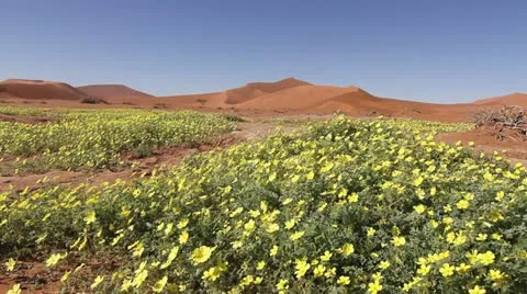 Tracking shot of flowers in desert Stock Footage 11138161